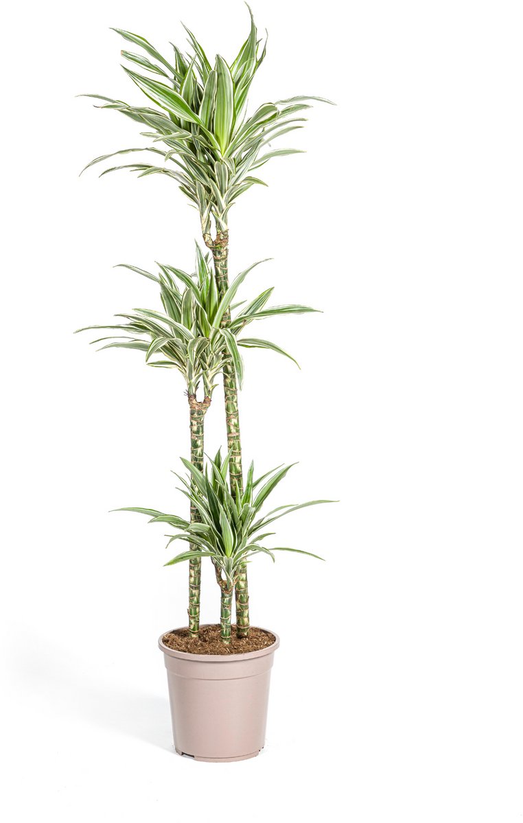 Dracaena Deremensis White Stripe Ø24cm - 140cm