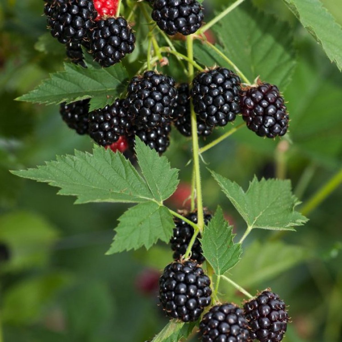 Plants Online BV - Planten - Set van 1 - Braambes 'Loch Ness'