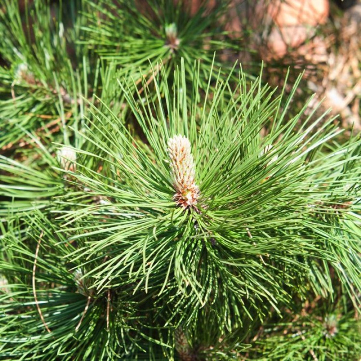 Plants Online BV - Planten - Haagplanten - Coniferen - Tuinplanten - Sier coniferen - Set van 1 - Pinus heldreichii 'Malinki'