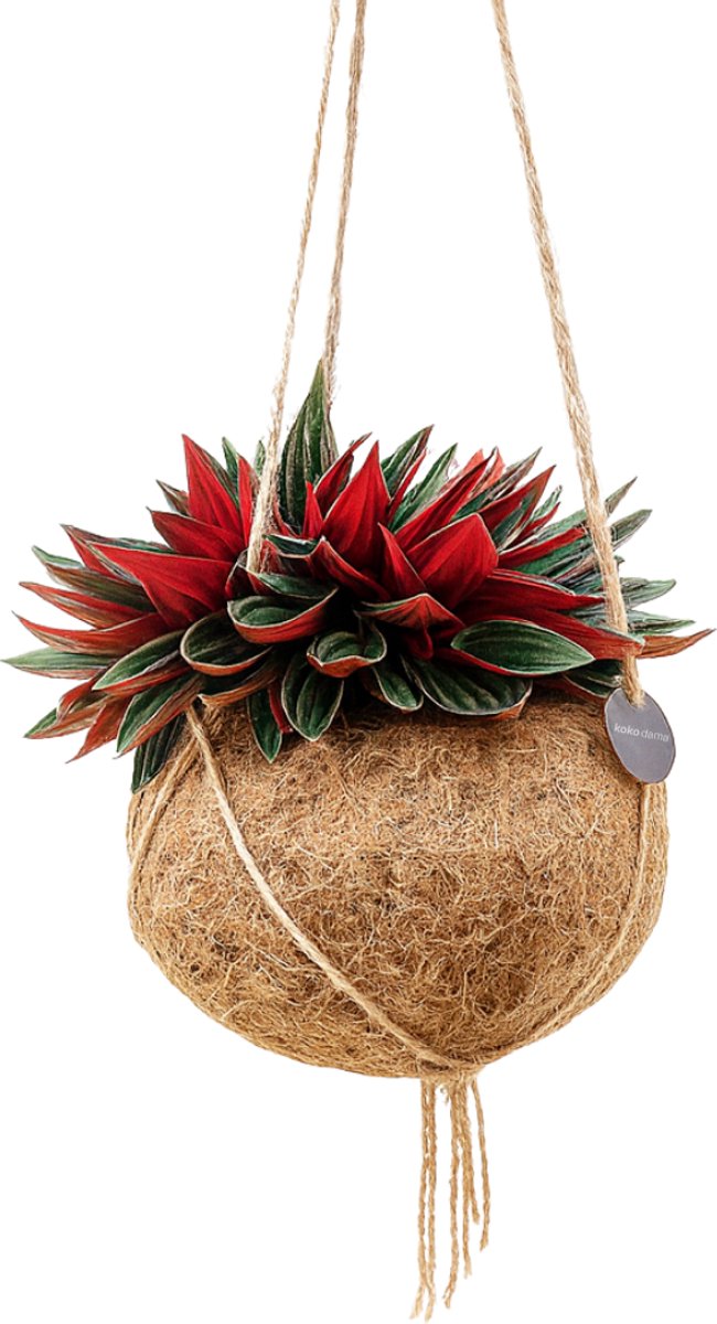 Hangplant - Kokodama - Kamerplant - Peperomia Rosso - Rattenstaartje - Kokosvezel pot - 100 % Plasticvrij - 30 cm hoog
