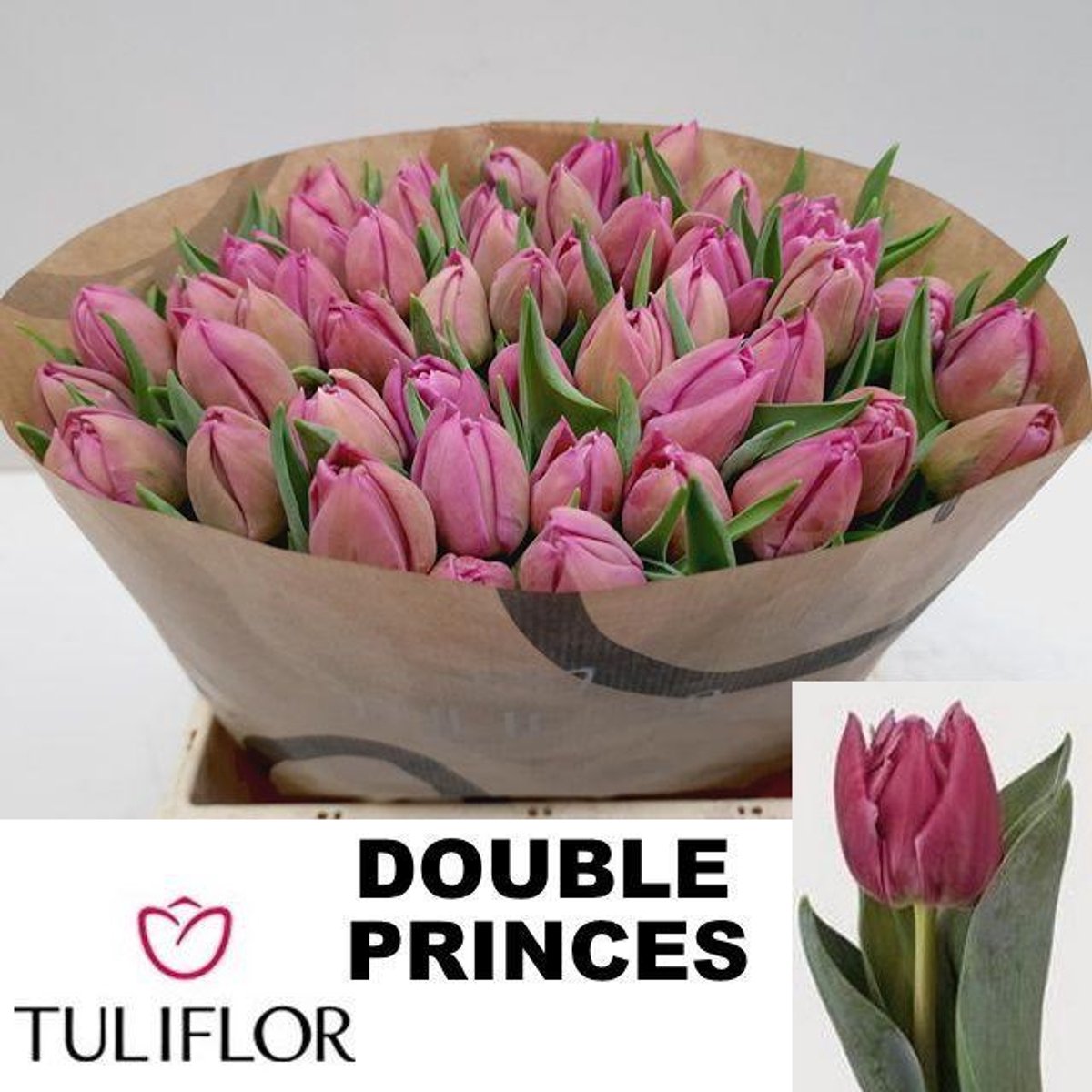 50x Tulipa double princess du 30cm