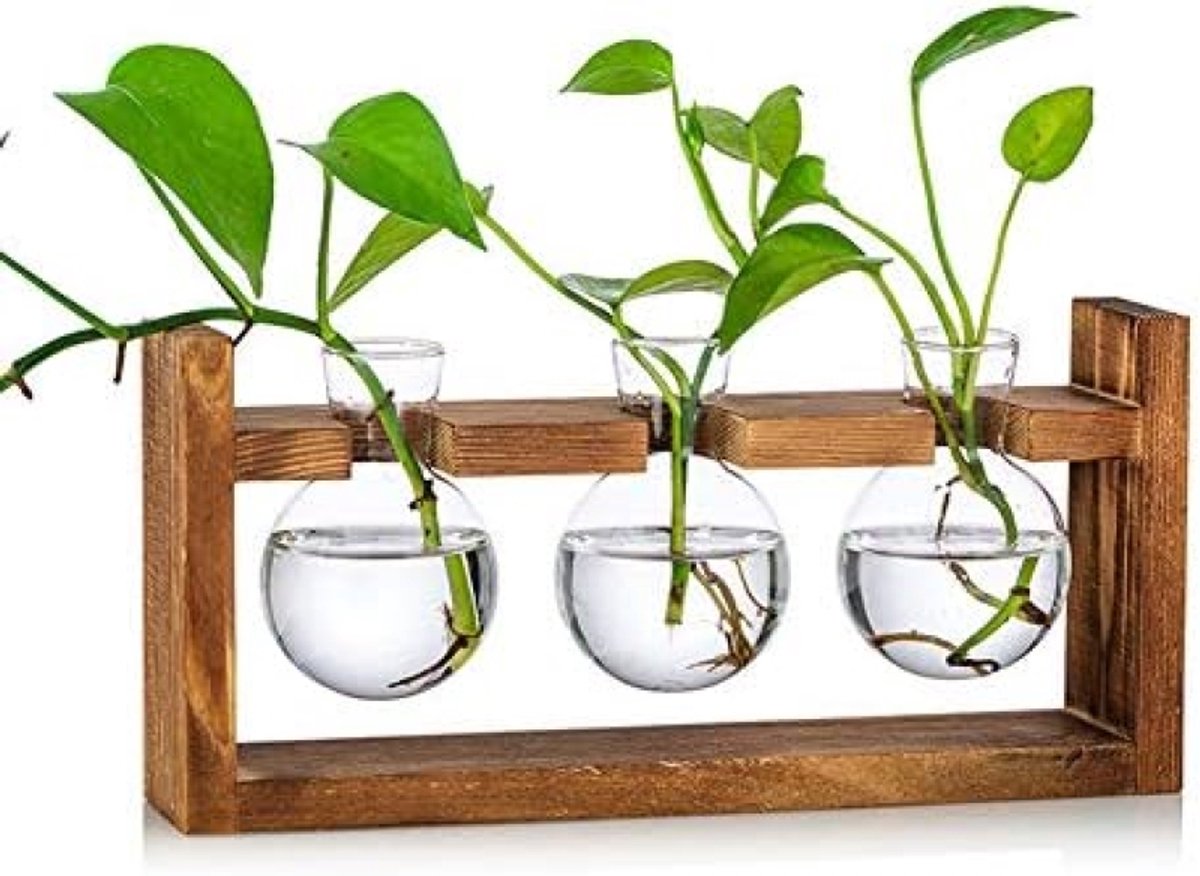 Set van 3 Ronde Glazen Planten Vazen met Houten Standaard - Bolle Terrarium Vaas voor Bloemen, Waterplanten en Binnendecoratie - Transparant