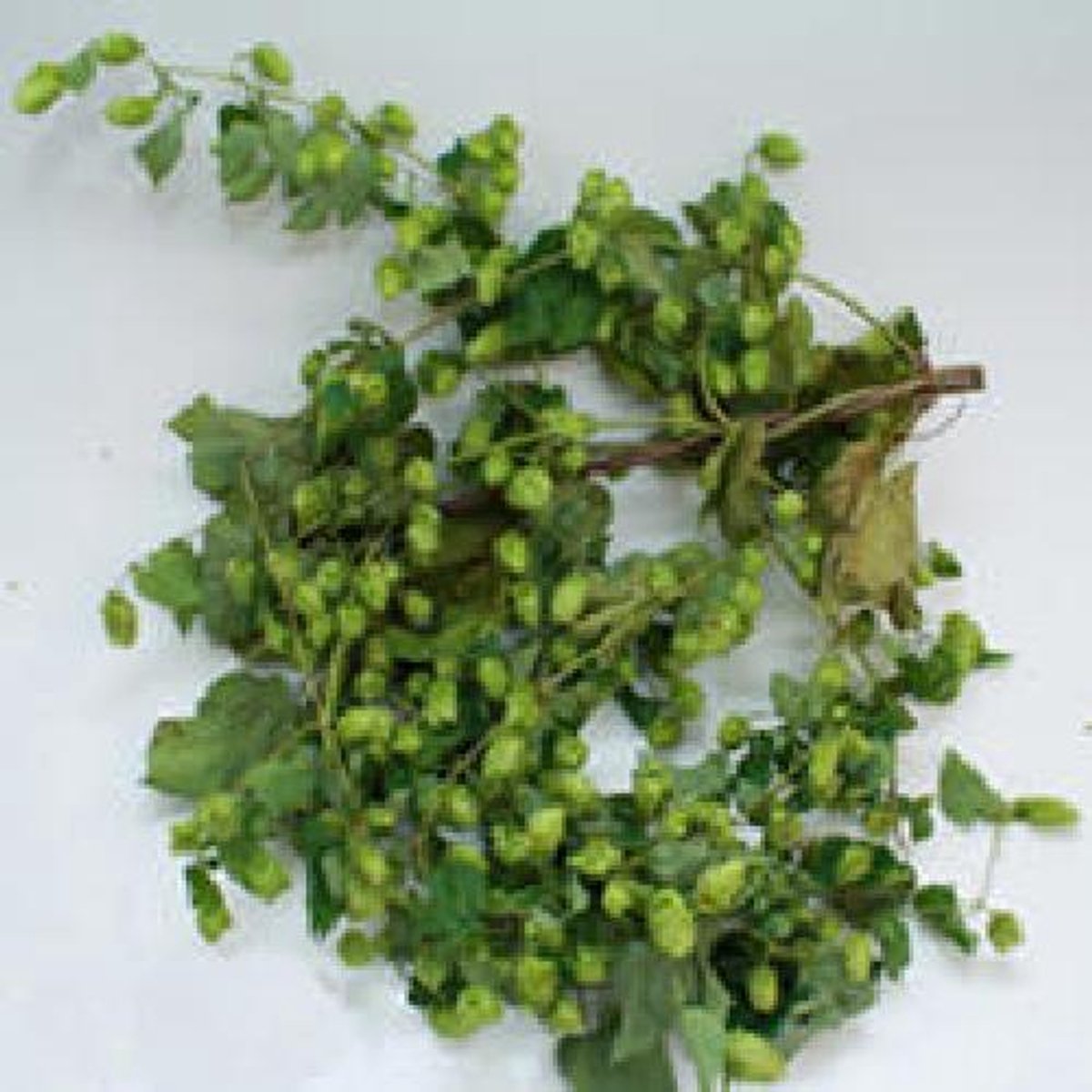 1x Sg hop 80cm