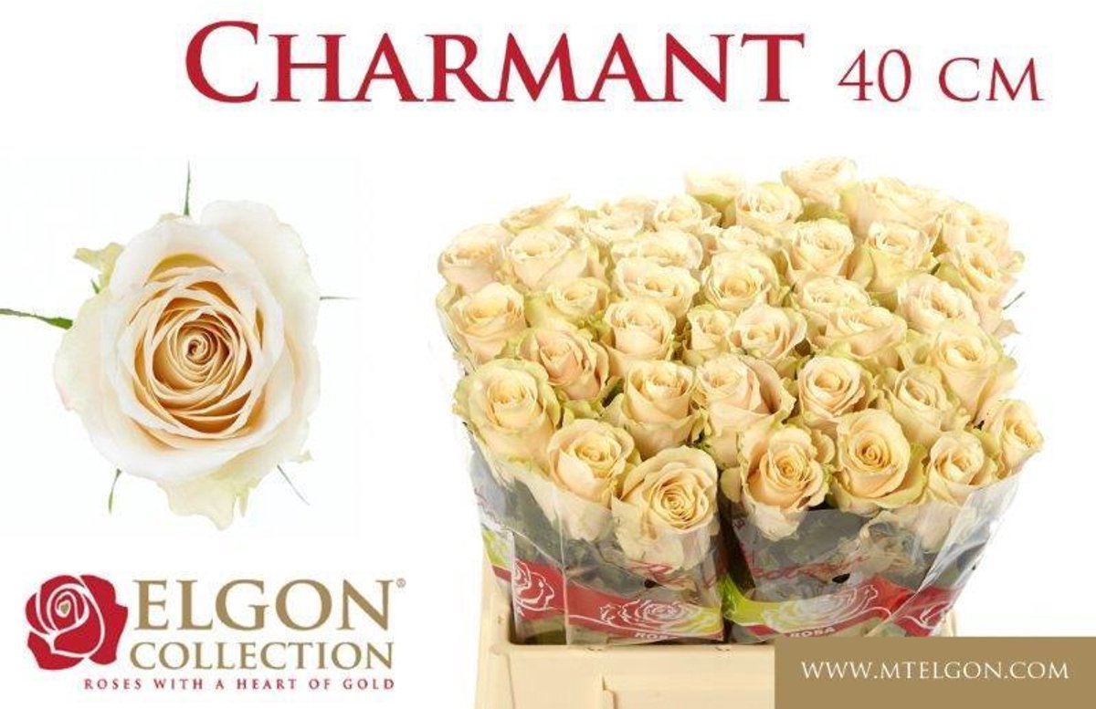 10x Rosa charmant 40cm