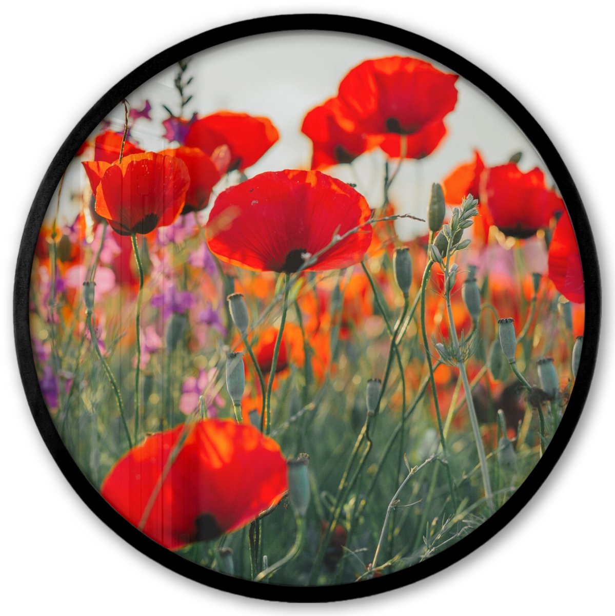 FrameYourWall Poster in lijst Rond - Fotolijst 40x40 cm - Posters - Klaproos - Bloemen - Rood - Paars - Weide - Ronde posterlijst zwart - Decoratie - Wanddecoratie woonkamer - Muurdecoratie slaapkamer Bloemen - Klaproos - Tuin