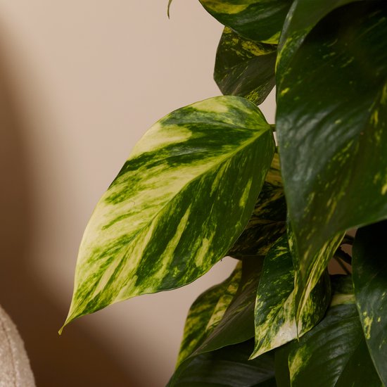 Polyscias Fruticosa Ming eenvoudig en snel online bestellen