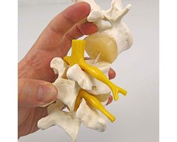 Menselijke Anatomie Model met 3 Lendenwervels en Gratis Anatomiesoftware