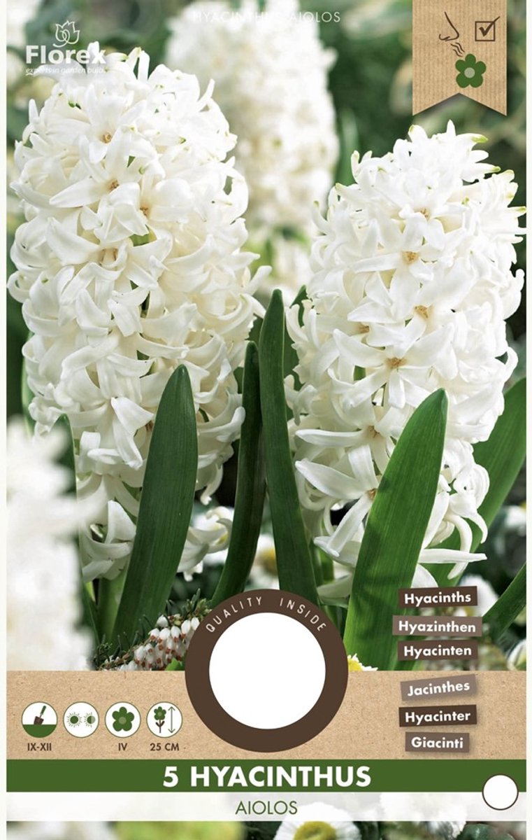 Hyacint (Hyacinthus) - Aiolos - hus - Bijen-Vlinders - Snijbloemen - Geurend - Voorjaarsbollen - bloeit in Maart / April / Mei