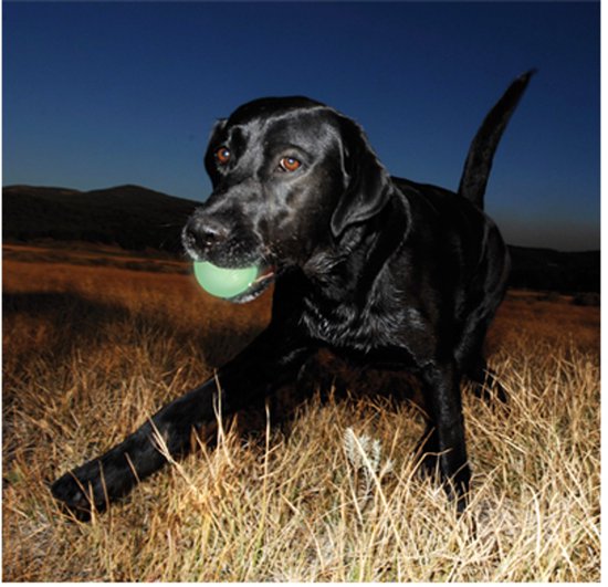 Zwarte labrador met groene glow-in-the-dark bal in zijn bek.