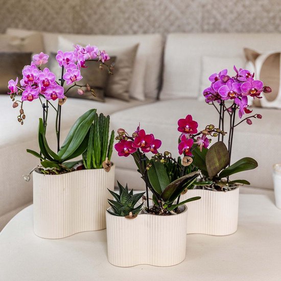 Drie orchideeën in crèmekleurige potten op een tafel. Twee met paarse bloemen, één met rode bloemen.
