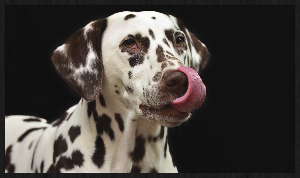 Schilderij - Dalmatiër - hond - Collectie faces - Forex met zwarte lijst - 118x70cm
