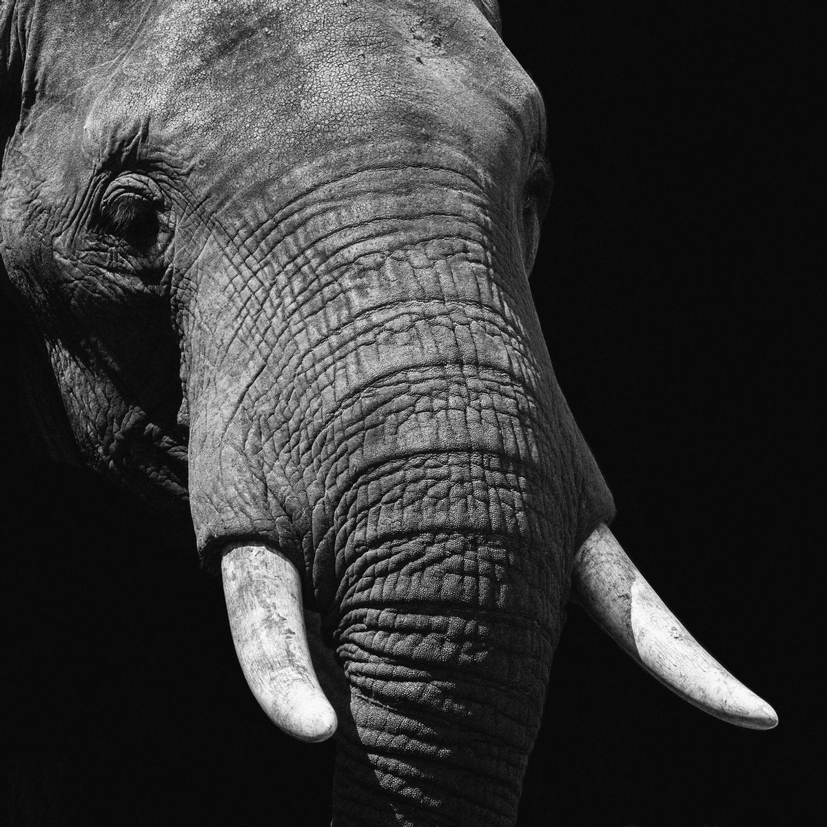WANDKRAFT Schilderij - olifant - Collectie faces - Dibond wit - 74x74cm Black-White