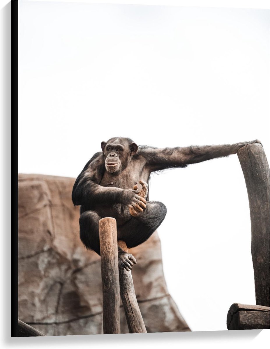 Canvas - Chimpansee Kijkend vanaf Boomstam - 75x100cm Foto op Canvas Schilderij (Wanddecor