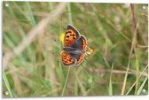Tuinposter – Vlinder op Bloem - 90x60cm Foto op Tuinposter  (wanddecoratie voor buiten en binnen)