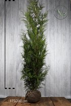 10 stuks | Reuzenlevensboom 'Martin' Kluit 175-200 cm - Compacte groei - Weinig onderhoud - Zeer winterhard