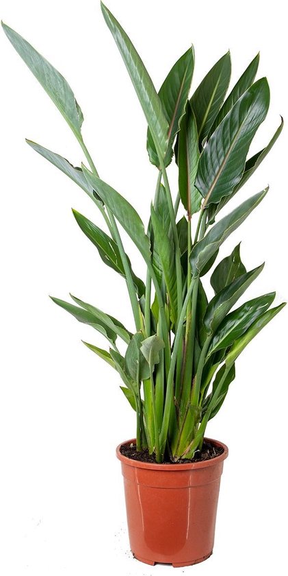 Strelitzia 'Reginae' | Paradijsvogelplant - Kamerplant in kwekerspot ⌀24 cm - ↕100-110 cm