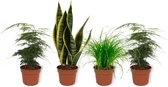 Set van 4 Kamerplanten - 2x Asparagus Plumosus & 1x Cyperus Zumula & 1x Sansevieria Superba - ± 25cm hoog - 12cm diameter