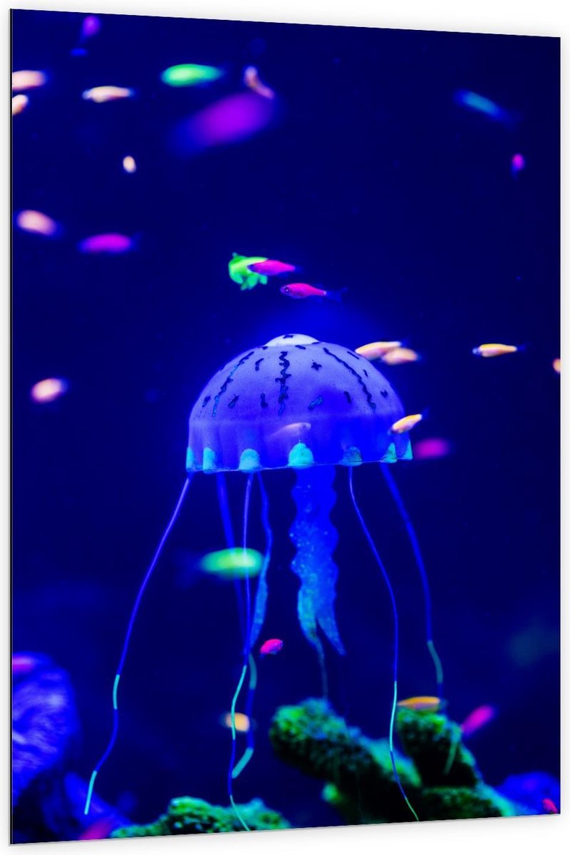 Dibond - Blauwe Kwal in Aquarium - 100x150cm Foto op Aluminium (Wanddecoratie van metaal)