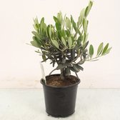 Kamerplant van Botanicly – Olijf boom – Hoogte: 30 cm – Olea europeae