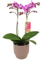 Orchidee van Botanicly – Orchidee in Zandkleurige keramiek pot 'Eline' als set – Hoogte: 50 cm, 2 takken – Phalaenopsis Multiflora Vienna
