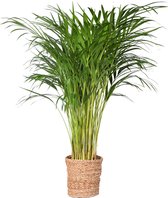 Kamerplant van Botanicly – Goudspalm incl. rotan sierpot als set – Hoogte: 85 cm – Dypsis lutescens