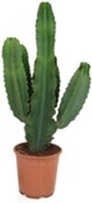 Cactus van Botanicly – Cowboycactus – Hoogte: 75 cm – Euphorbia Ingens Canarias