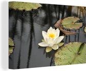 Canvas Schilderij Witte lotus in het water - 30x20 cm - Wanddecoratie
