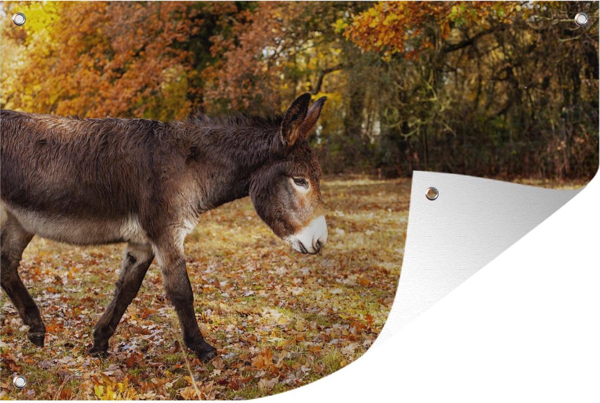 Tuinposter Ezel (2) Ezel lopend door herfstbalderen 180x120 Tuinposter Ezel (2) Ezel lopend door herfstbalderen 180x120