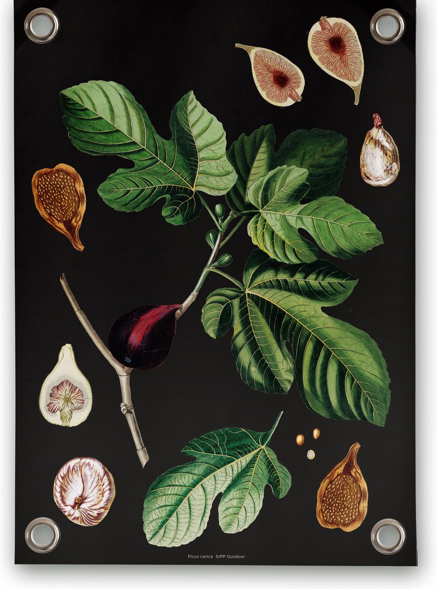 Villa Madelief Tuinposter botanisch vijgen - 70x100cm - Vinyl - Tuindecoratie - Tuinschilderij - Schuttingposter - Tuindoek - Buitenposter voor in de tuin - Waterafstotend - Botanische Collectie