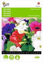 Petunia - Petunia nana compacta