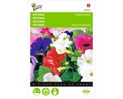 Petunia - Petunia nana compacta