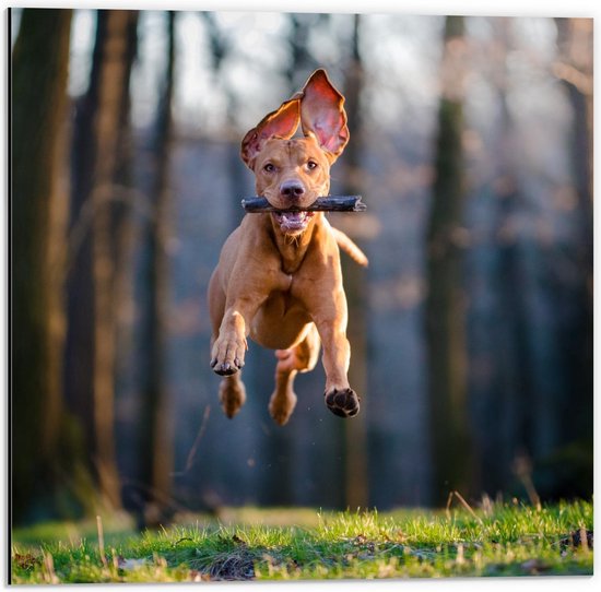 Dibond - Vrolijke Hond in Bos met Tak - 50x50cm Foto op Aluminium (Wanddecoratie van metaal)