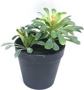 Fake plant in pot