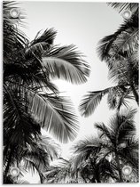 Tuinposter – Zwart/Wit Palmboom Bladeren - 30x40cm Foto op Tuinposter  (wanddecoratie voor buiten en binnen)