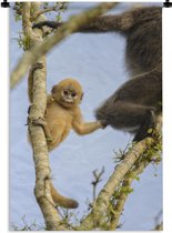 Wandkleed Junglebewoners - Jonge aap kijkend in de camera Wandkleed katoen 120x180 cm - Wandtapijt met foto XXL / Groot formaat!