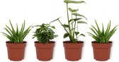 Set van 4 Kamerplanten - 2x Aloë Vera & 1x Coffea Arabica & 1x Monstera Deliciosa - ± 25cm hoog - 12cm diameter