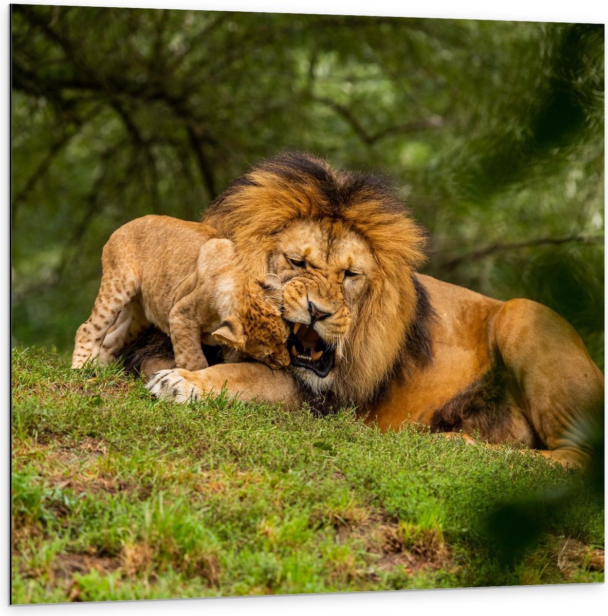 Dibond - Baby Leeuwtje bij Moeder op het Gras - 100x100cm Foto op Aluminium (Wanddecoratie van metaal)