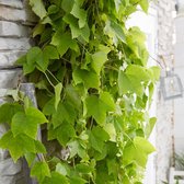 Wilde wingerd Parthenocissus 'Fenway Park' groen-rood - Winterhard- ↑ 65-75 cm - Pot-Ø 15 cm