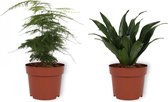 Set van 2 Kamerplanten -  Asparagus Plumosus & Draceana Compacta  - ±  25cm hoog - 12cm diameter