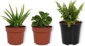 Set van 3 Kamerplanten - Aloë Vera & Nephrolepis Vitale & Peperomia Green Gold - ±  30cm hoog - 12cm diameter