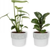 Set van 2 Kamerplanten - Monstera Deliciosa & Ficus Bambino - ±  30cm hoog - 12cm diameter - in betonnen witte pot