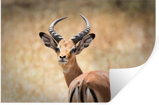 Muursticker Gazelle -gazelle kijkt achterom recht incamera - 60x40 cm -  zelfklevend... | bol.com