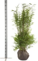 10 stuks | Fargesia nitida Kluit 125-150 cm - Groeit breed uit - Groeit opgaand - Snelle groeier