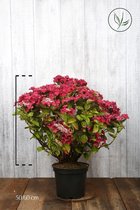 10 stuks | Hydrangea Alpengluhen Pot 50-60 cm Extra kwaliteit - Informele haag - Zeer winterhard - Bladverliezend - Bloeiende plant - Geschikt als lage haag