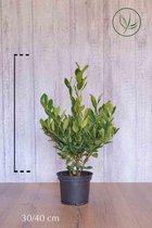 10 stuks | Laurier Mano Pot 30-40 cm | Standplaats: Half-schaduw | Latijnse naam: Prunus laurocerasus Mano