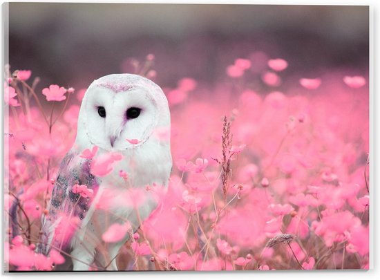 Acrylglas - Witte Uil in Roze Bloemenveld - 40x30cm Foto op Acrylglas (Wanddecoratie op Acrylglas)