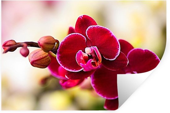 Sticker Muursticker Orchidée rouge - Gros plan d'orchidées rouges sur fond  flou -... | bol