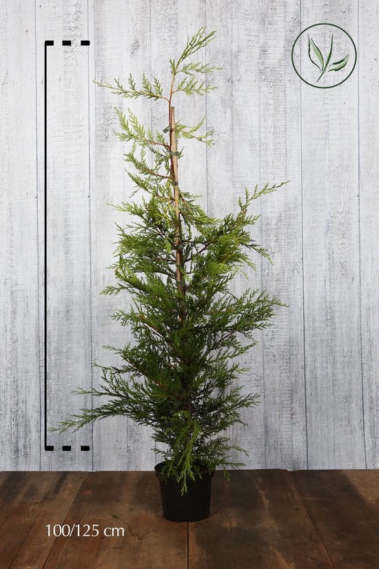 10 stuks Gele Leylandii conifeer Pot 100125 cm Geschikt in kleine tuinen Snelle...