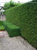 Levensboom Thuja plicata Martin 180-200 cm, 20x Haagplant