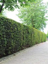 Venijnboom Taxus baccata 140-160 cm, 60x Haagplant